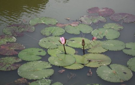 荷花图片