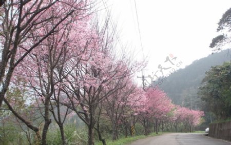 乌来樱花图片