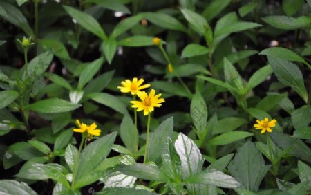 野菊花图片