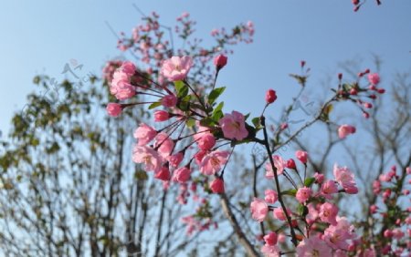 桃花图片