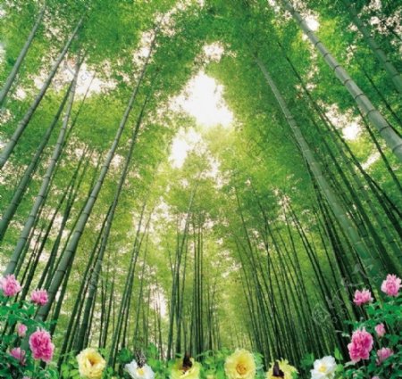 竹林牡丹花图片