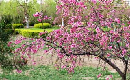 樱花图片