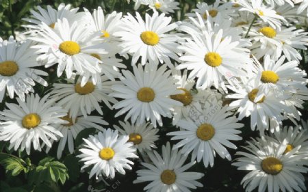 白色雏菊图片