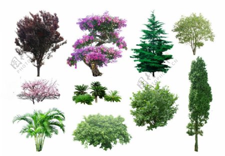 乔木灌木植物素材图片