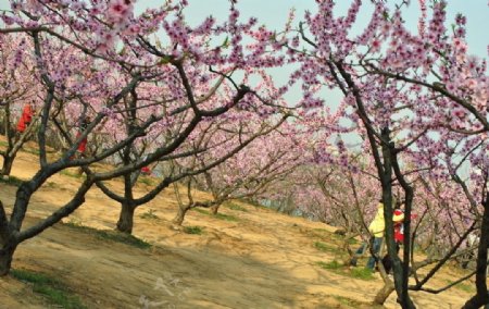 开满桃花的桃树群图片