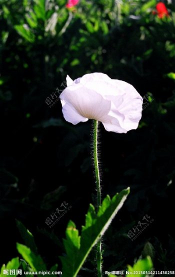 一朵妖艳的罂粟花图片