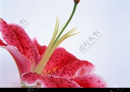花卉红色百合图片
