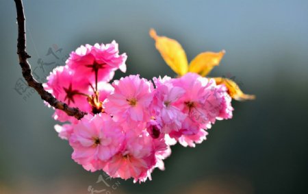 樱花摄影图图片