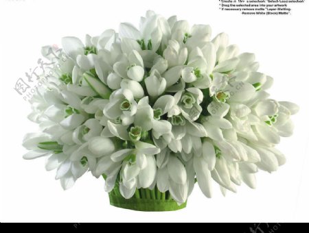 白玉兰花束图片