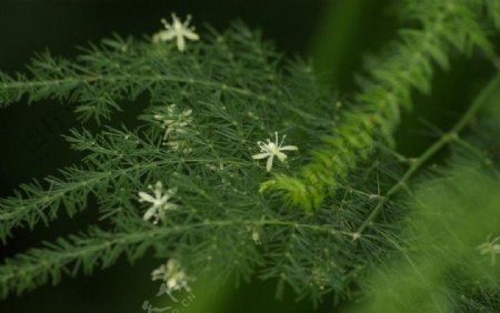 植物图片