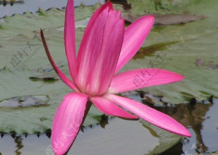 仙湖植物园红荷花图片