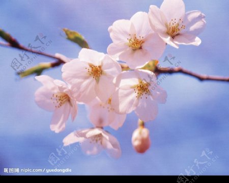 桃花图片