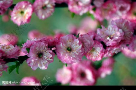 粉樱花图片