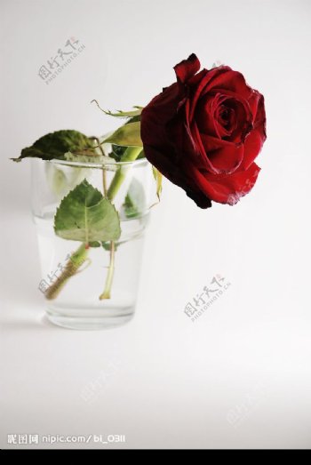 玻璃杯中的紅玫瑰图片