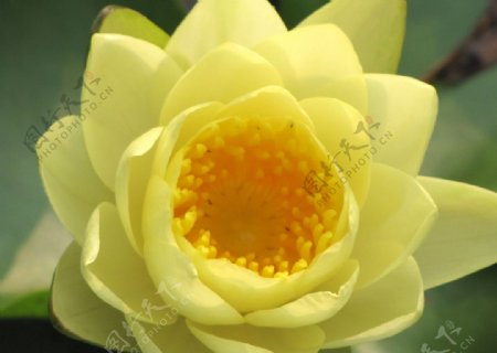 黄色水莲花图片
