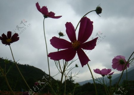 野山菊图片