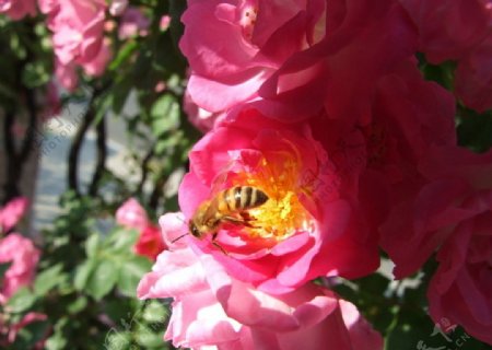 蔷薇花香蜜蜂忙图片