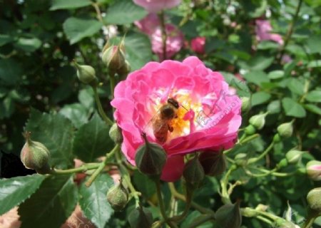 蔷薇花与蜜蜂图片