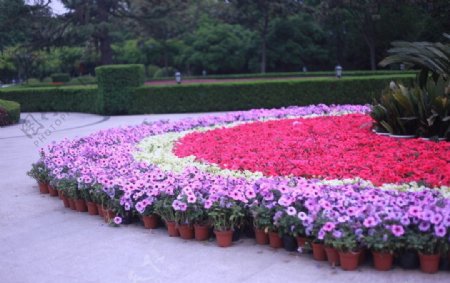 苏州公园鲜花图片