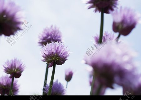 紫花2图片