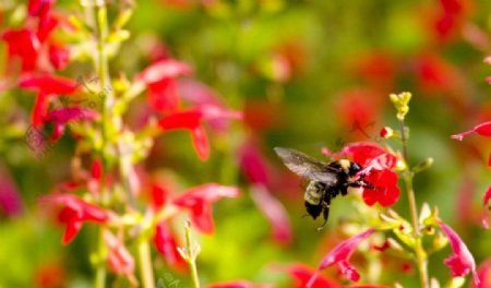 红花蜜蜂图片