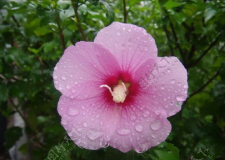 雨后野花图片