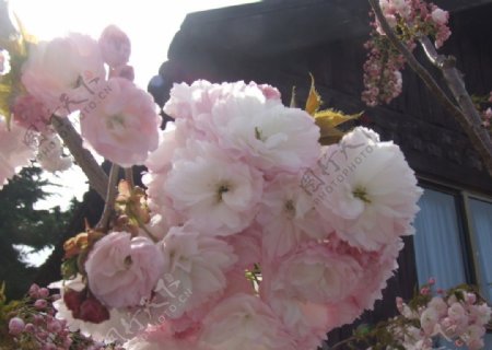 樱花2图片