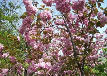 滿枝綻放的櫻花图片