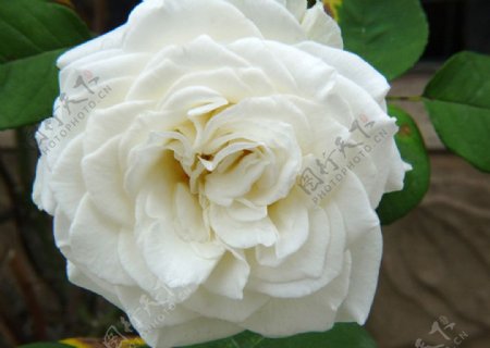 白月季绿叶白玫瑰花图片