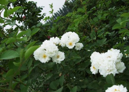 白玫瑰从图片