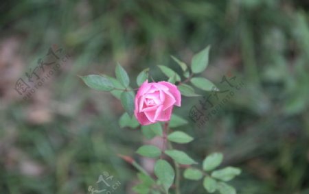 自己拍的高清月季花野玫瑰图片