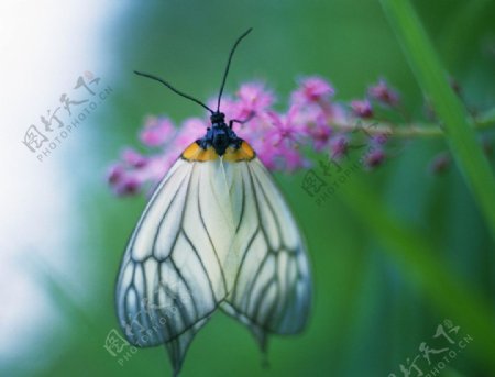 漂亮的蝴蝶图片