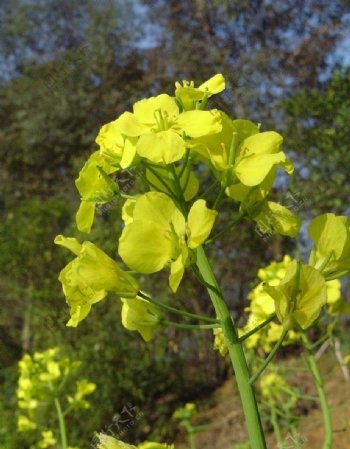 油菜花图片