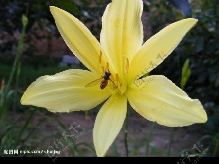 蜜蜂与黄花菜7图片