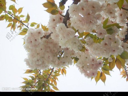 盛开的樱花1图片