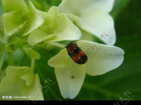 花中昆虫图片