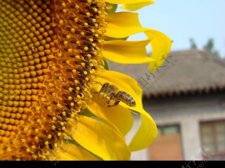 葵花和蜜蜂图片