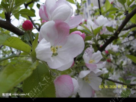 三月梨花图片