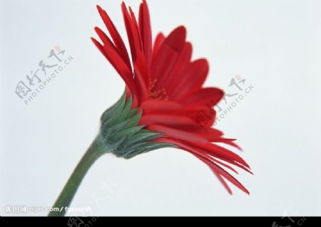 花卉红色扶郎花图片