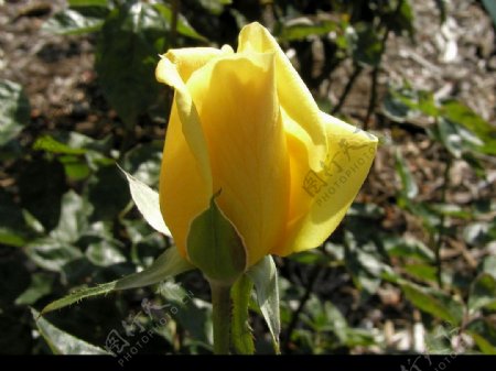 黄玫瑰花苞图片