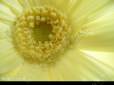 超清晰的菊花图图片