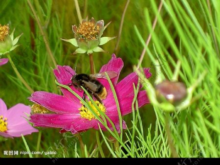 波斯菊與小蜜蜂图片