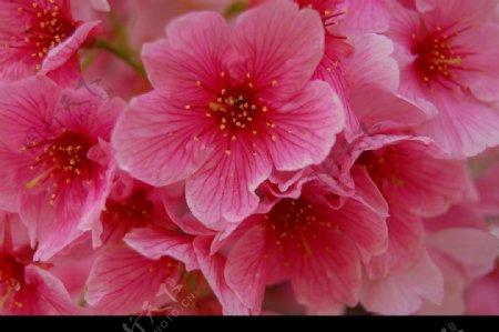 红花花簇图片