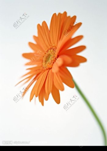 橘红花朵图片