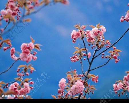 高精度樱花特写图片