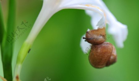 蜗牛与花图片