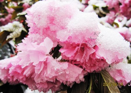 雪中樱花图片
