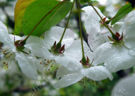 雨中桃花韵图片