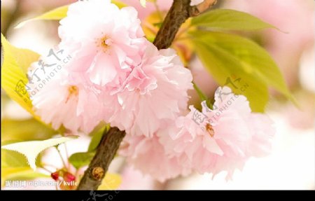 灿烂樱花2图片