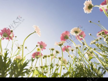 花草风景图片